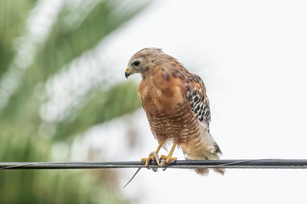 Red-shouldered Hawk - ML640336460