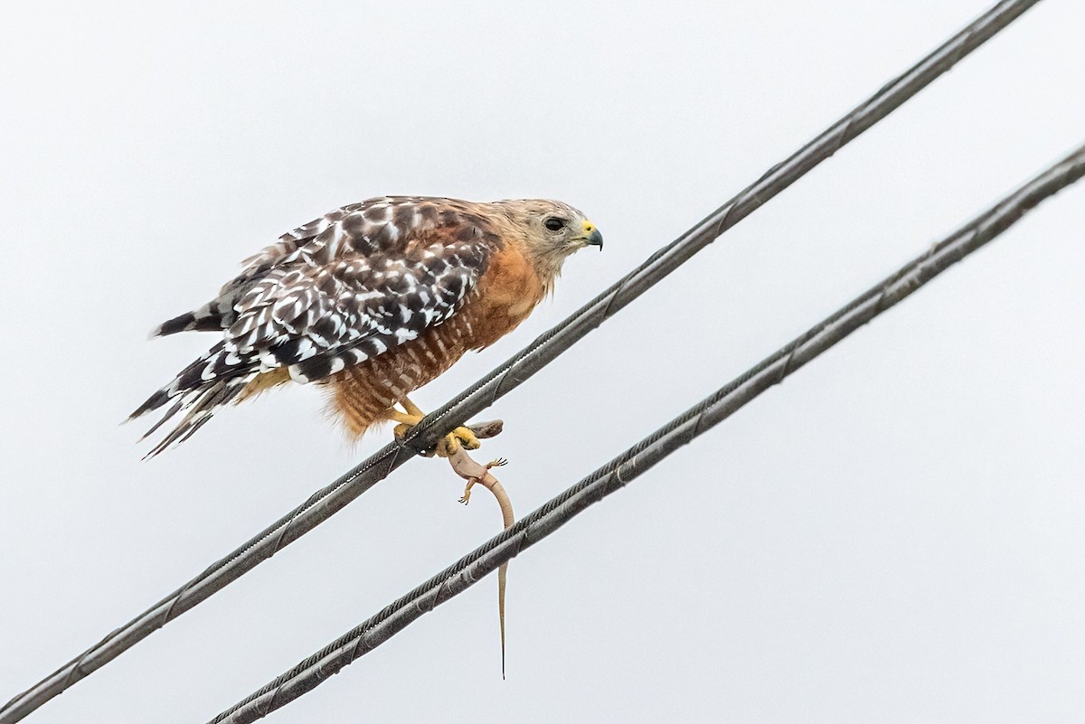 Red-shouldered Hawk - ML640336461
