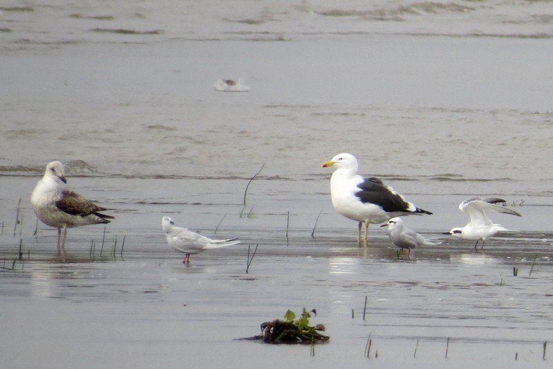 Kelp Gull - ML640336484