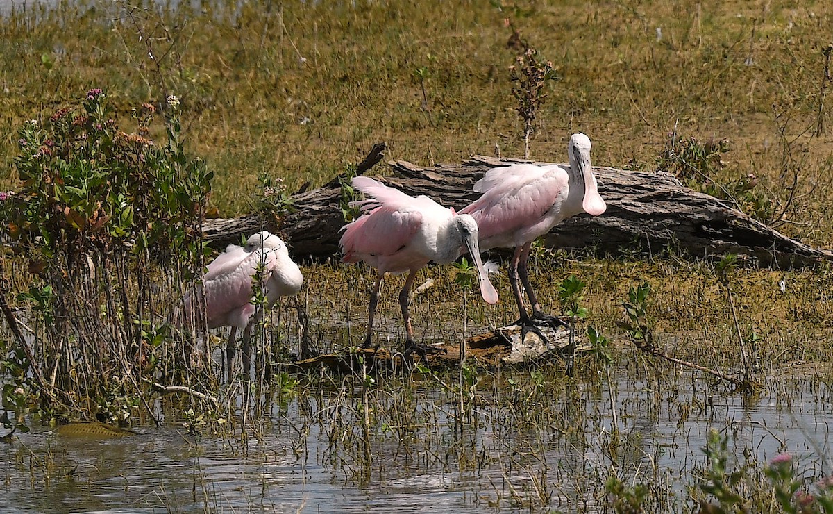 Roseate Spoonbill - ML640336495