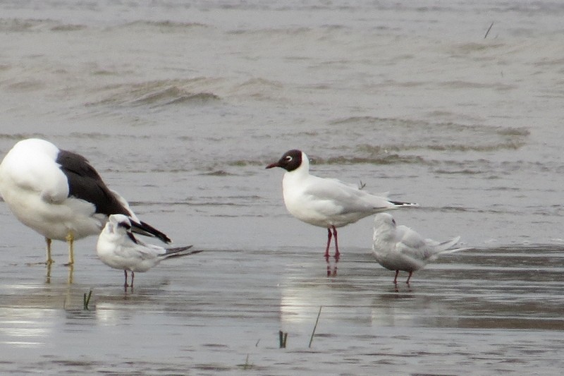 Brown-hooded Gull - ML640336502