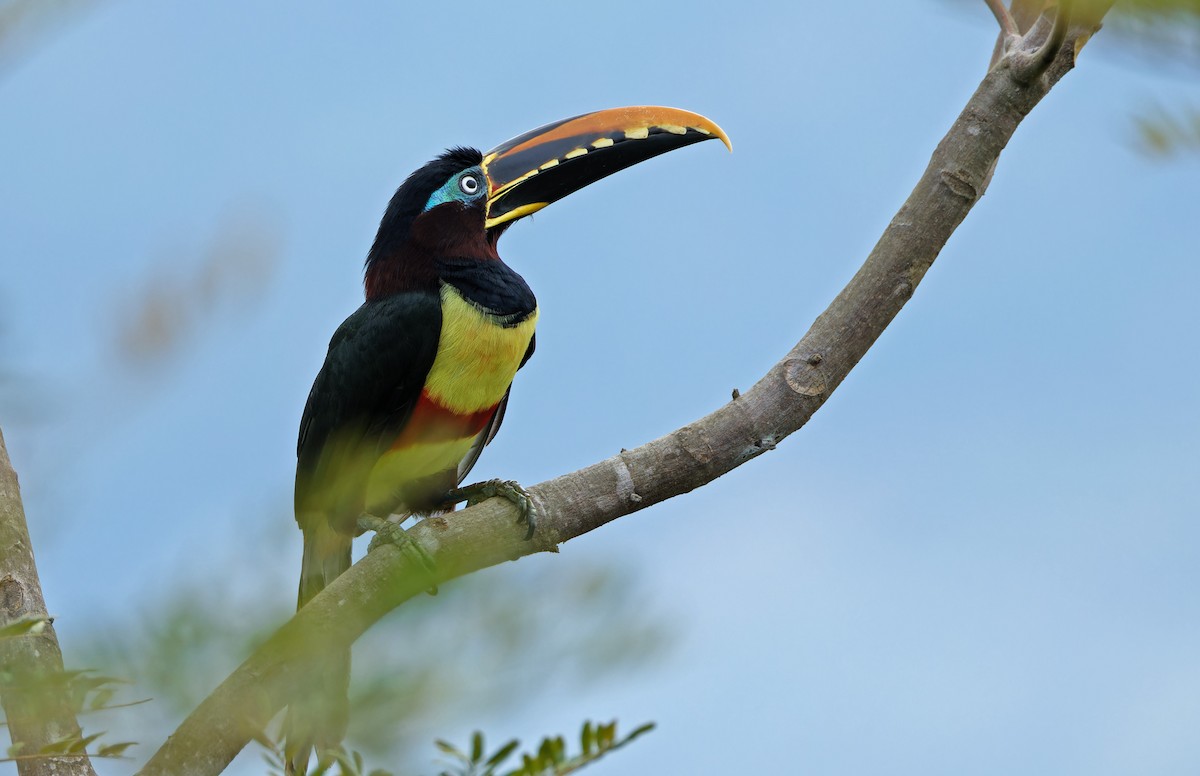 Chestnut-eared Aracari - ML640336520