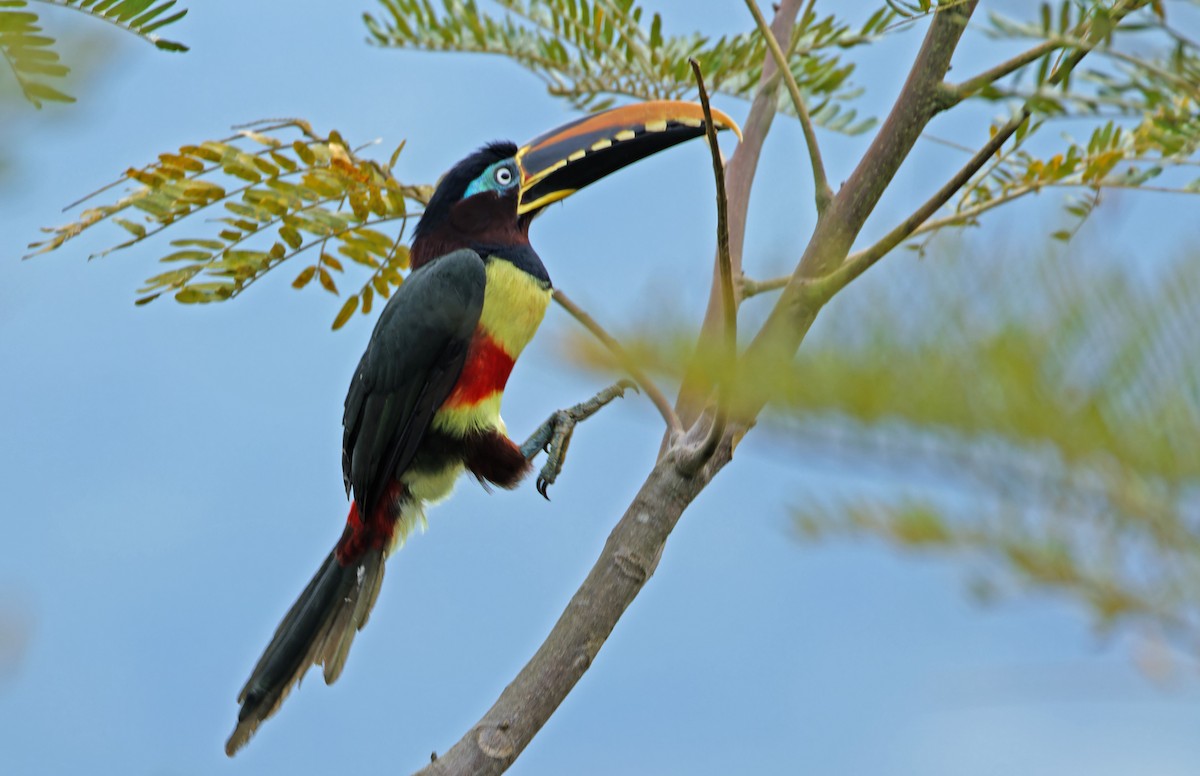 Chestnut-eared Aracari - ML640336521