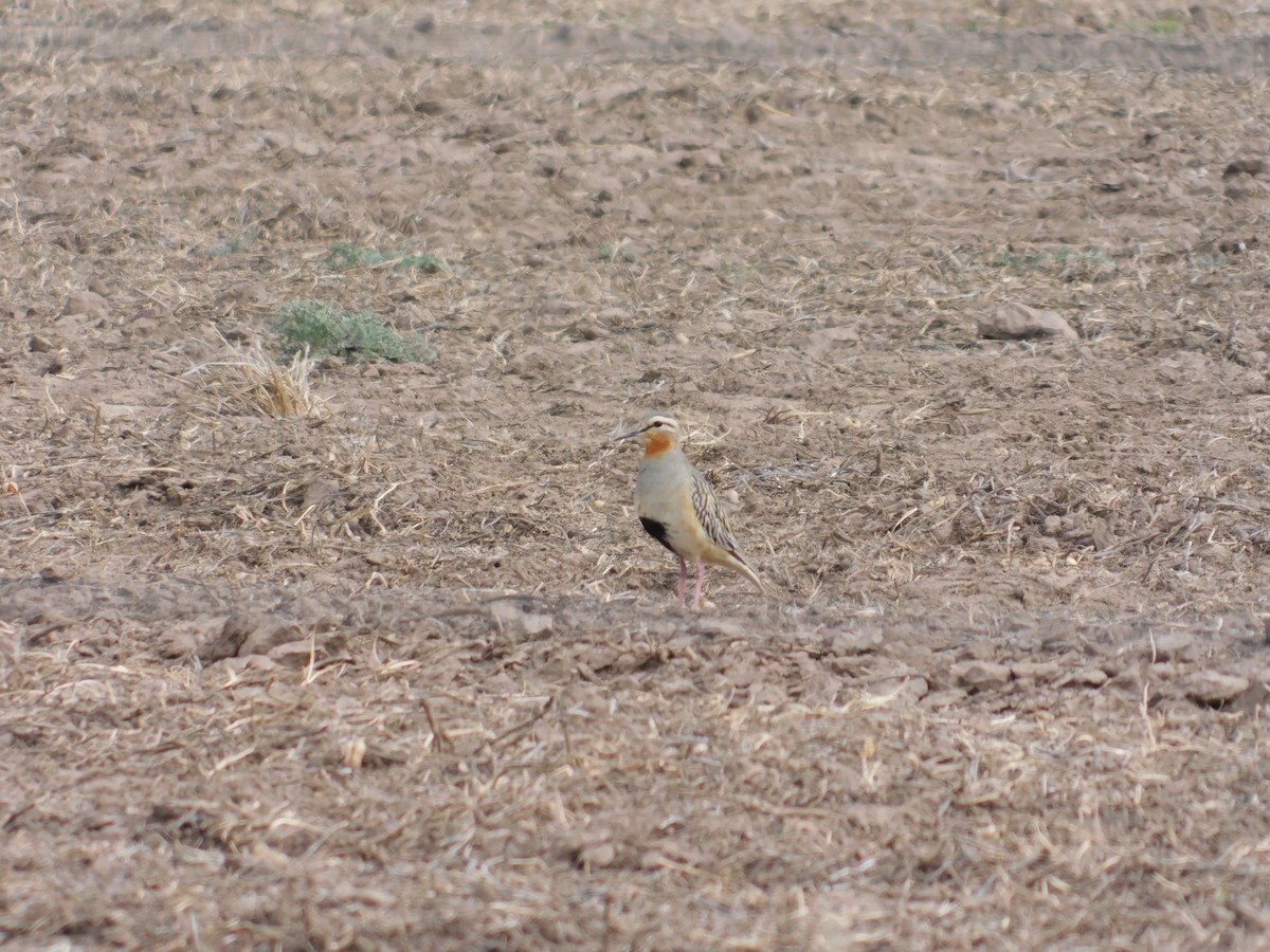 Tawny-throated Dotterel - ML640336525