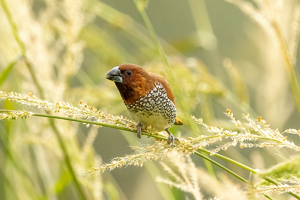 Scaly-breasted Munia - ML640336537