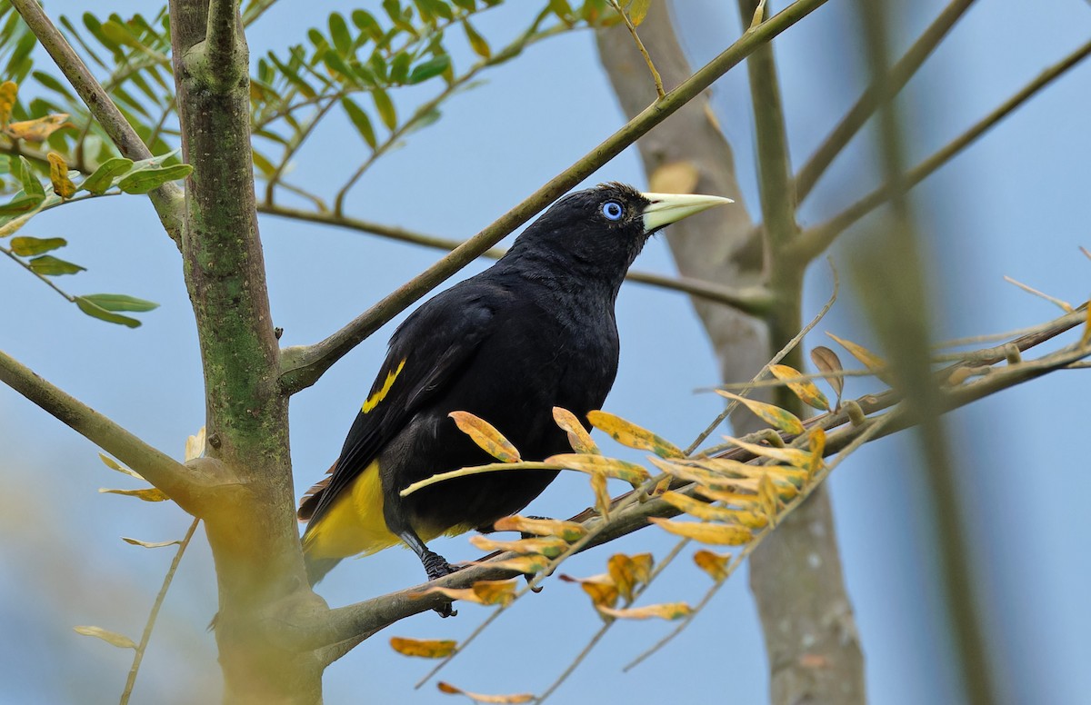 Yellow-rumped Cacique - ML640336598