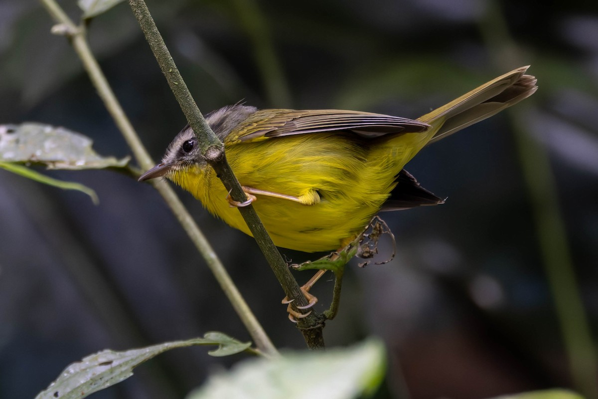 Golden-crowned Warbler - ML640336599
