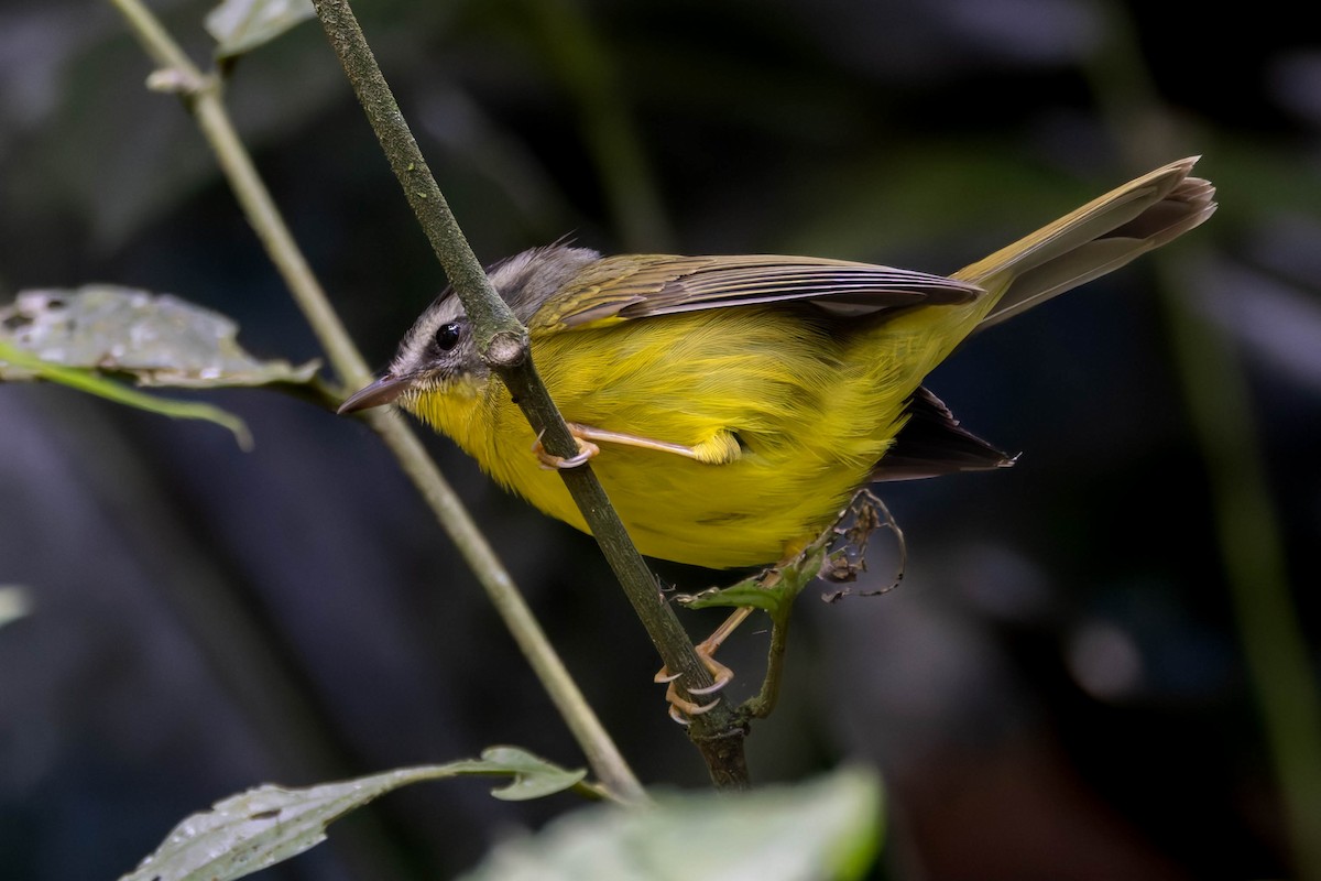 Golden-crowned Warbler - ML640336600