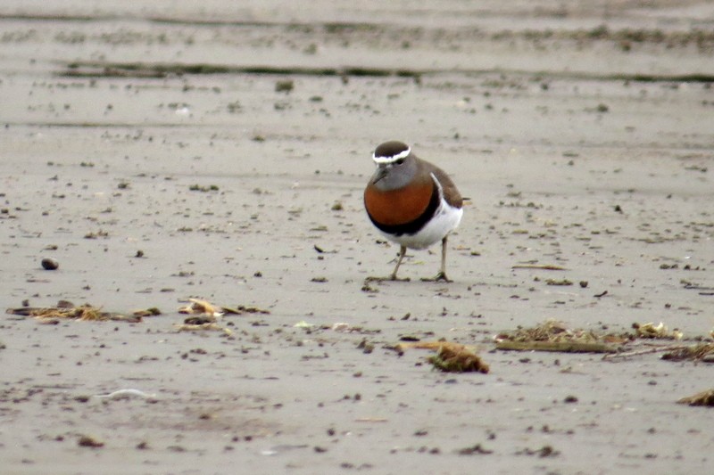 Rufous-chested Dotterel - ML640336603