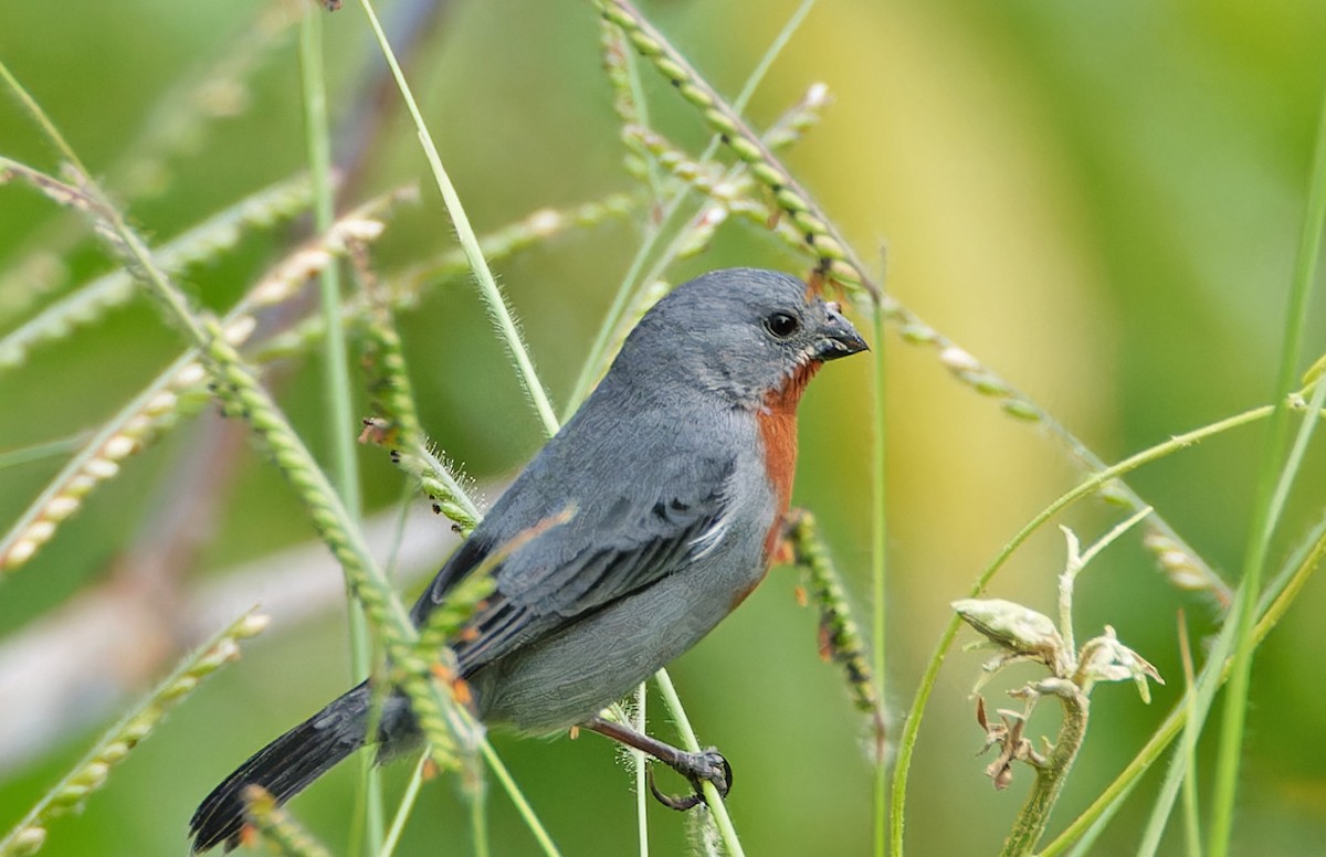 Chestnut-bellied Seedeater - ML640336607