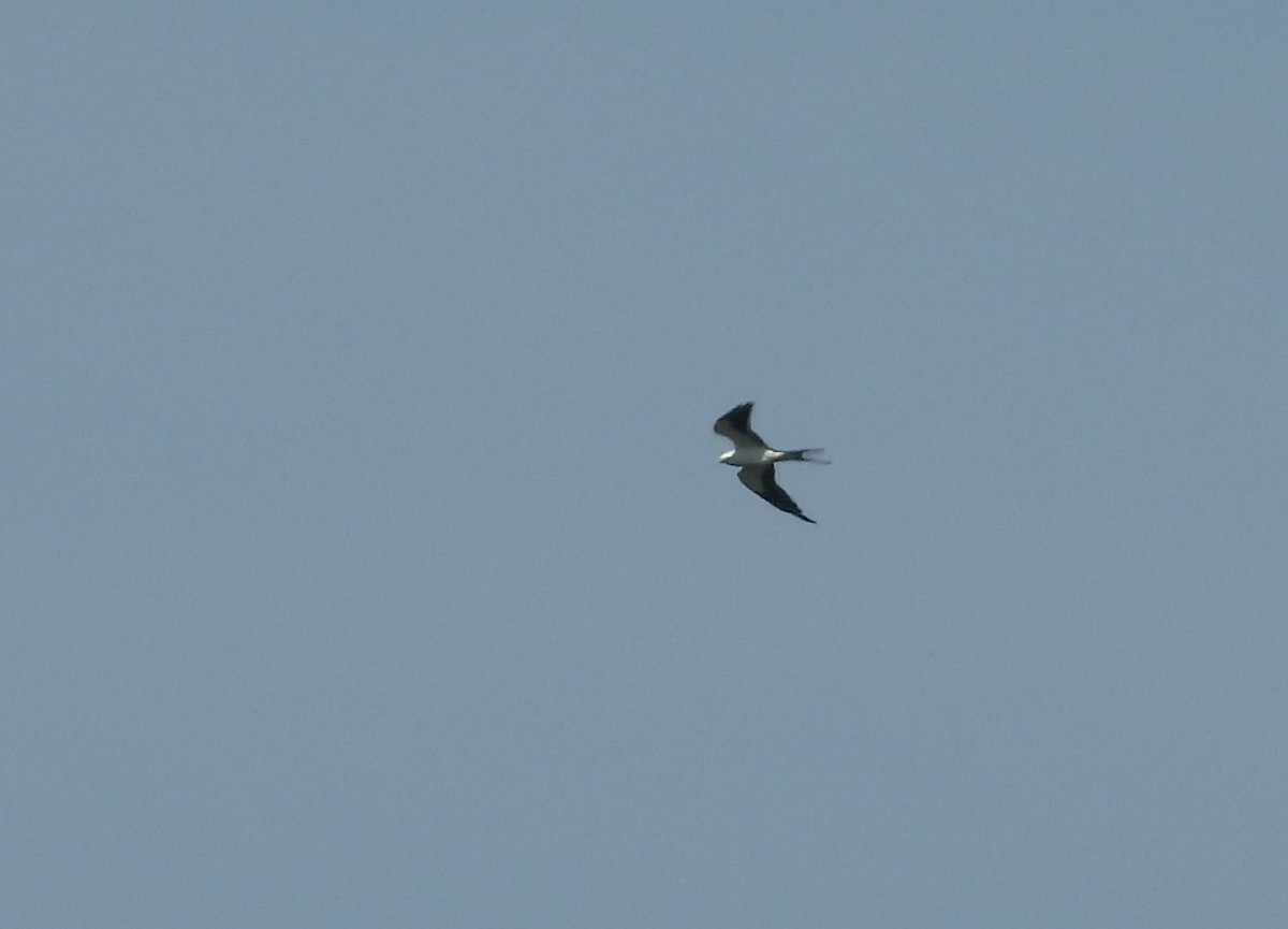 Swallow-tailed Kite - ML640336636
