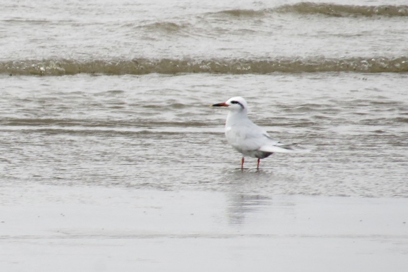 Snowy-crowned Tern - ML640336638