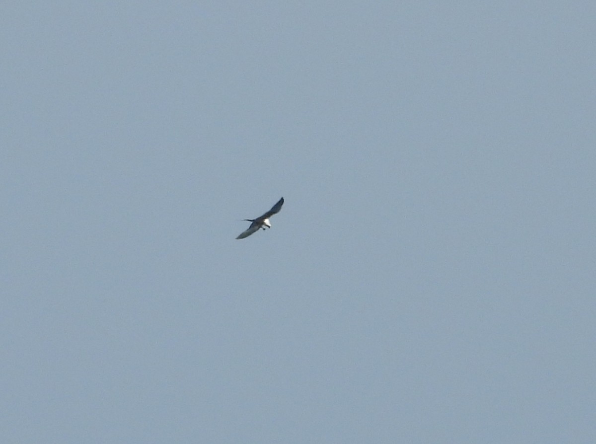 Swallow-tailed Kite - ML640336641