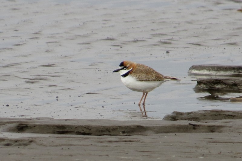 Collared Plover - ML640336649