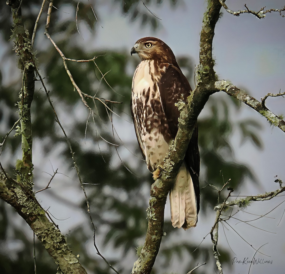 Rotschwanzbussard - ML640336675