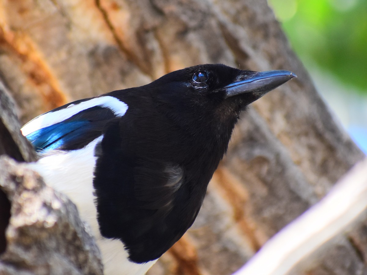 Black-billed Magpie - ML640336724
