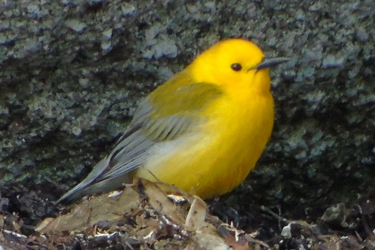 Prothonotary Warbler - ML64033681