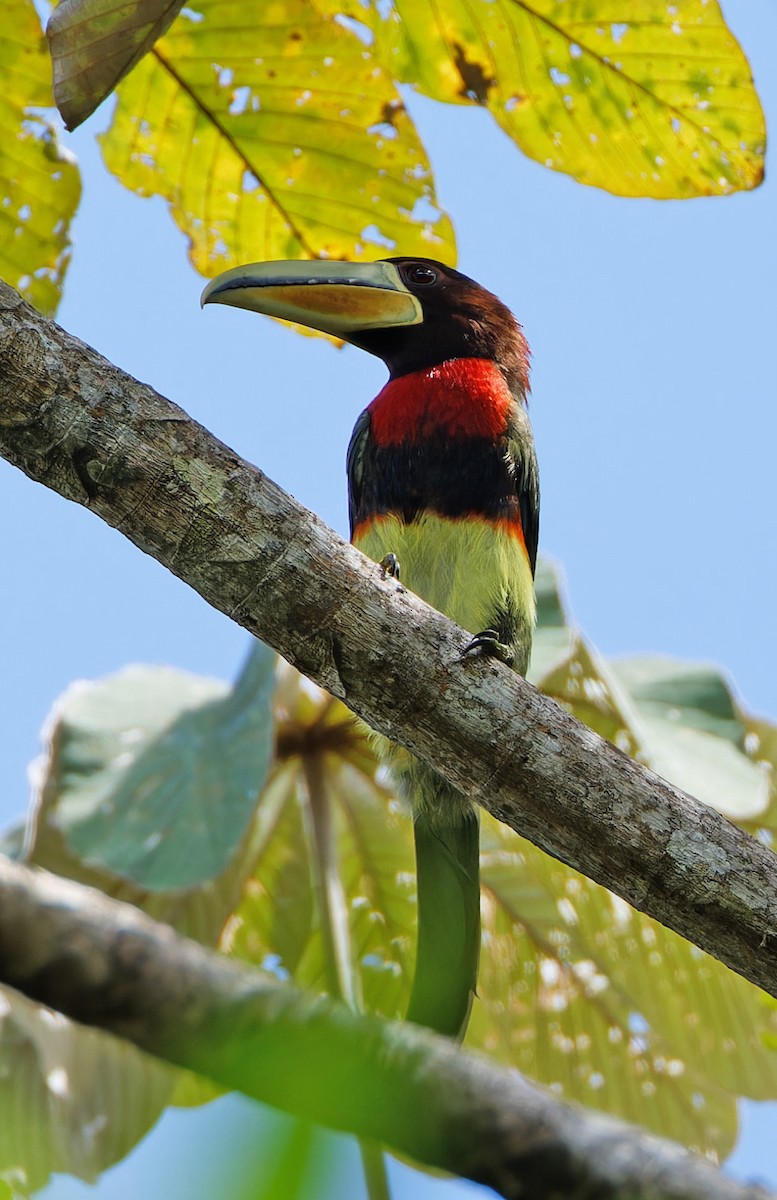Ivory-billed Aracari - ML640336813