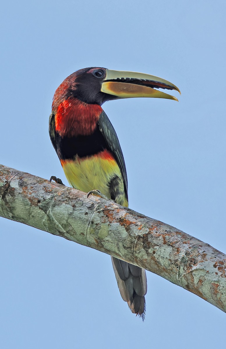 Ivory-billed Aracari - ML640336814