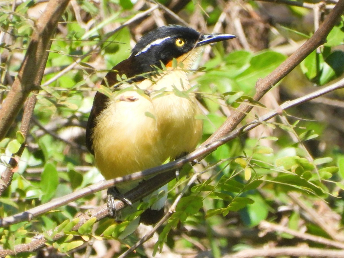 Black-capped Donacobius - ML640336876