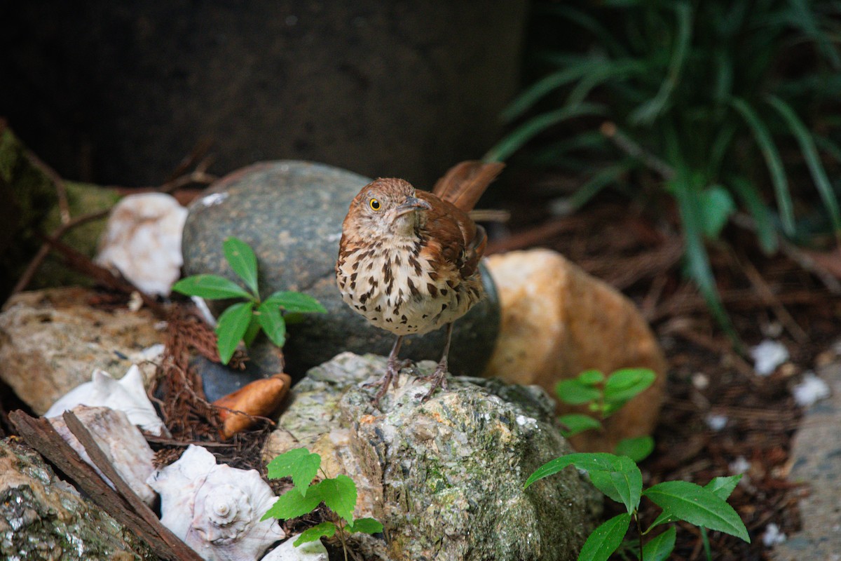 Brown Thrasher - ML640336988