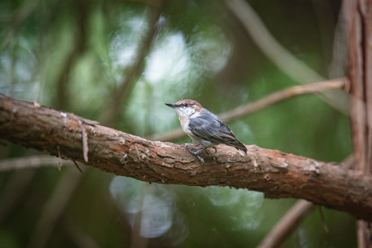 Brown-headed Nuthatch - ML640336992