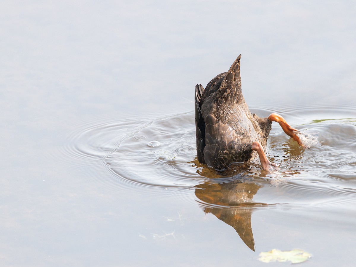 American Black Duck - ML640336994