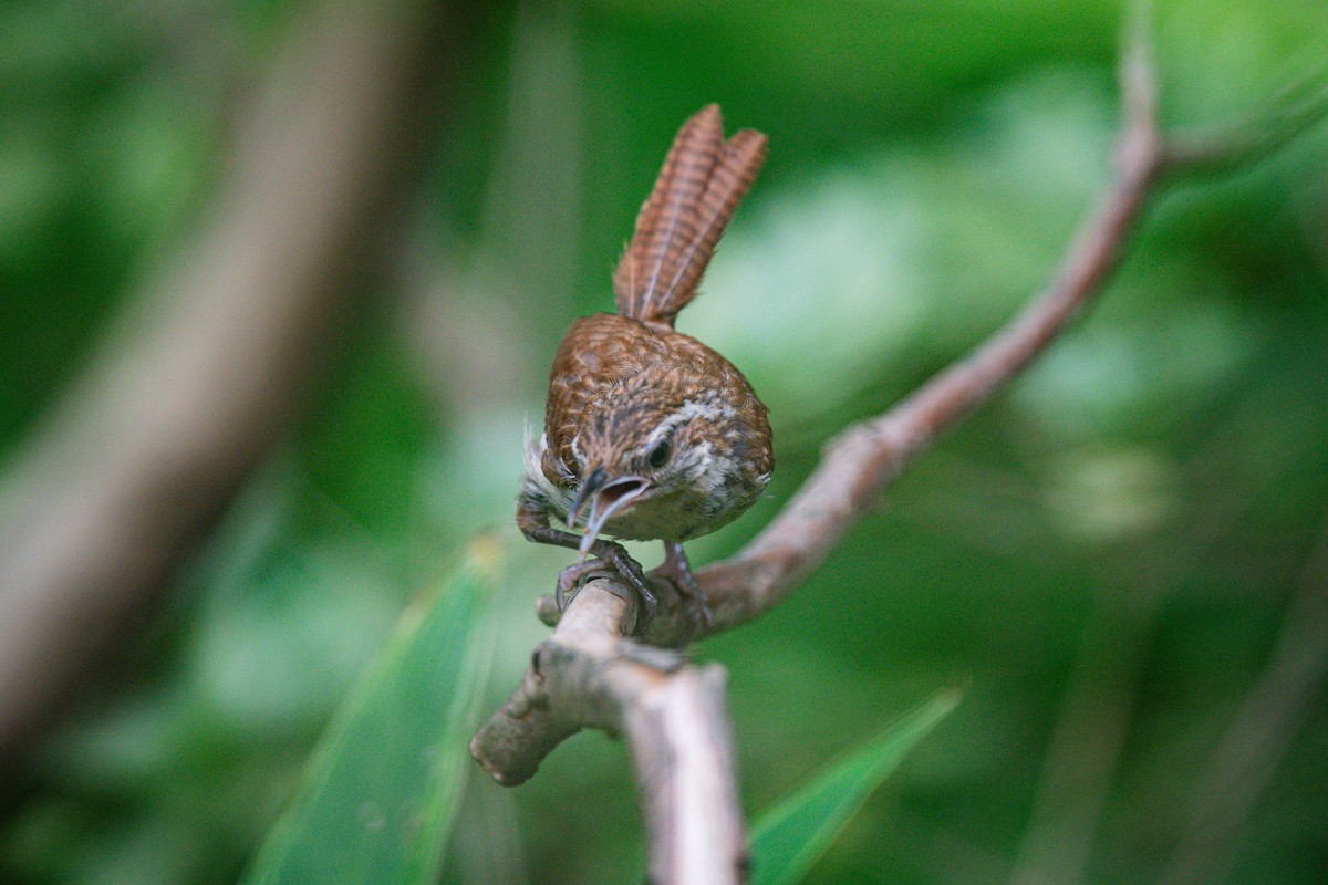 Carolina Wren - ML640336998