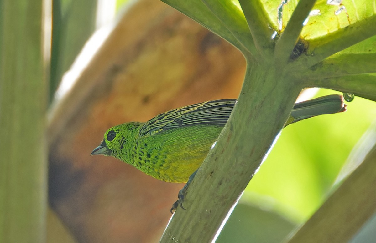 Yellow-bellied Tanager - ML640337001