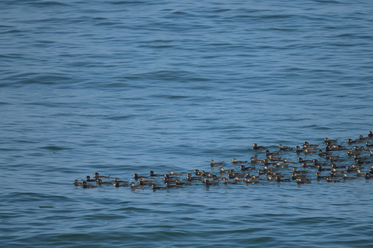 Black Scoter - ML640337012