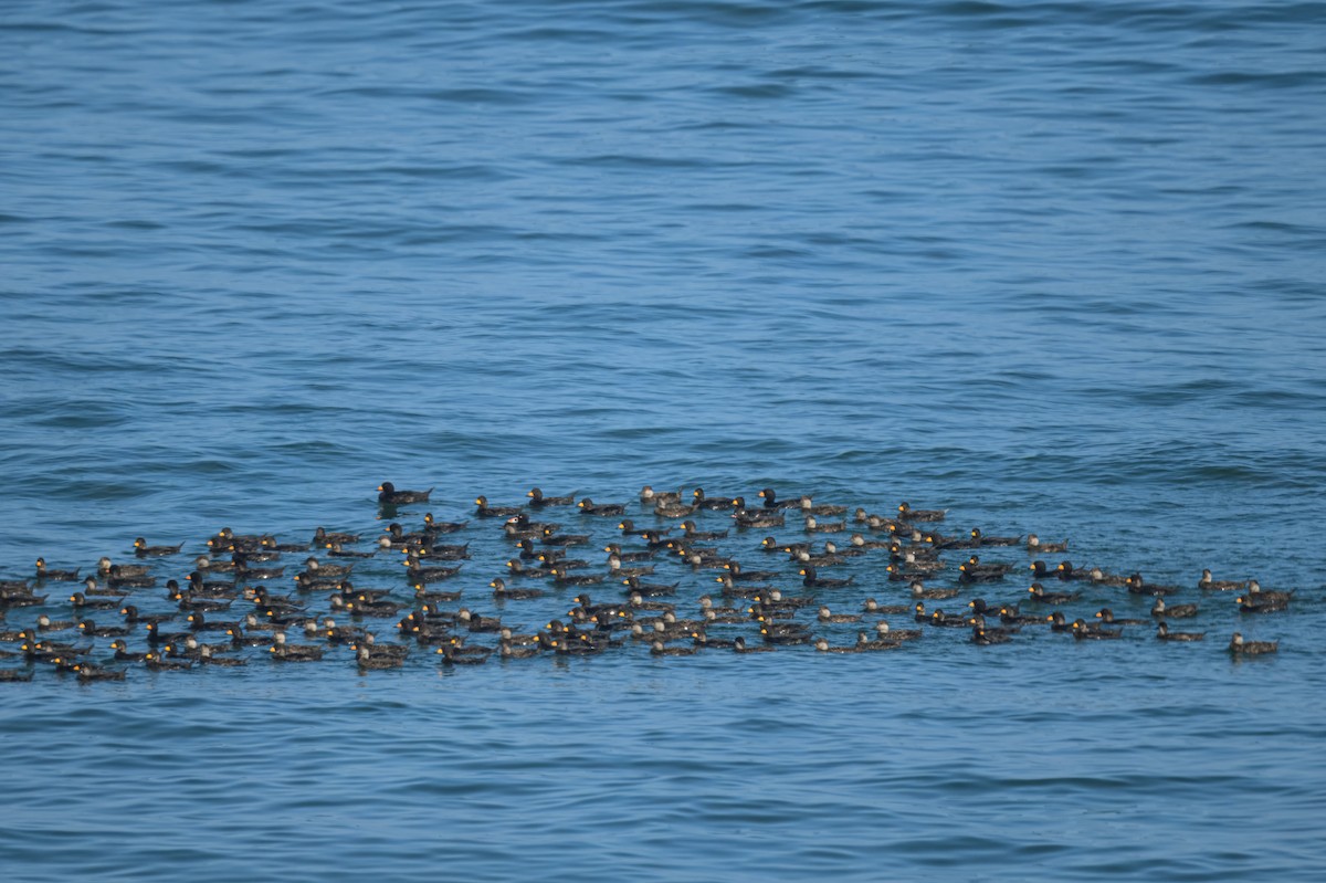 Black Scoter - ML640337013