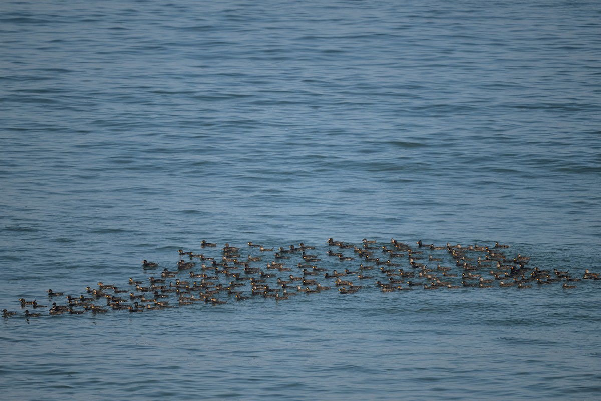 Black Scoter - ML640337014