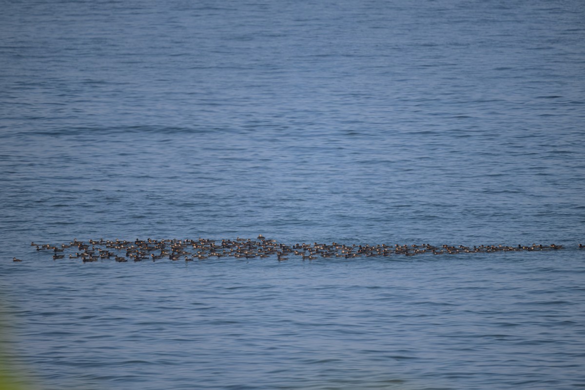 Black Scoter - ML640337015