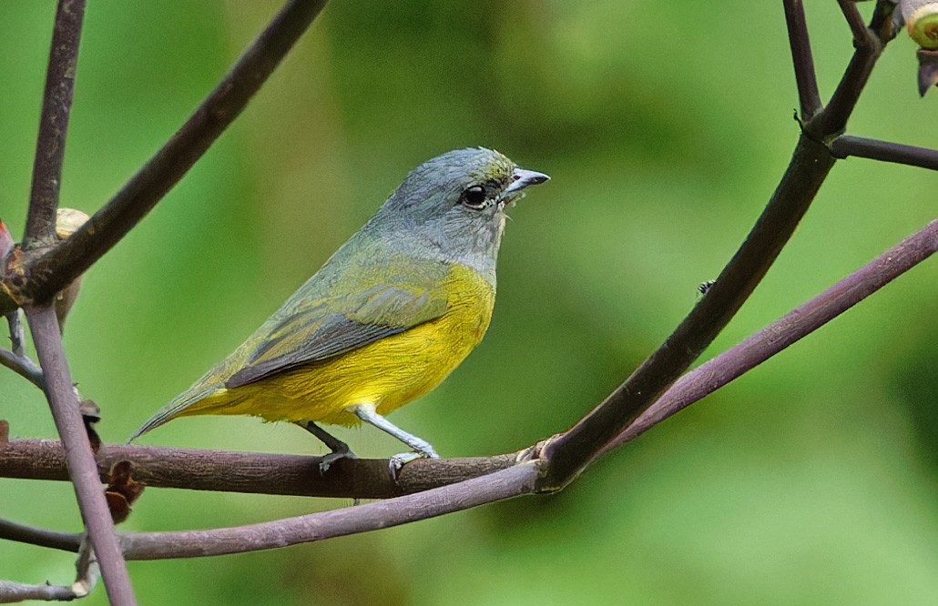 Plumbeous Euphonia - ML640337019