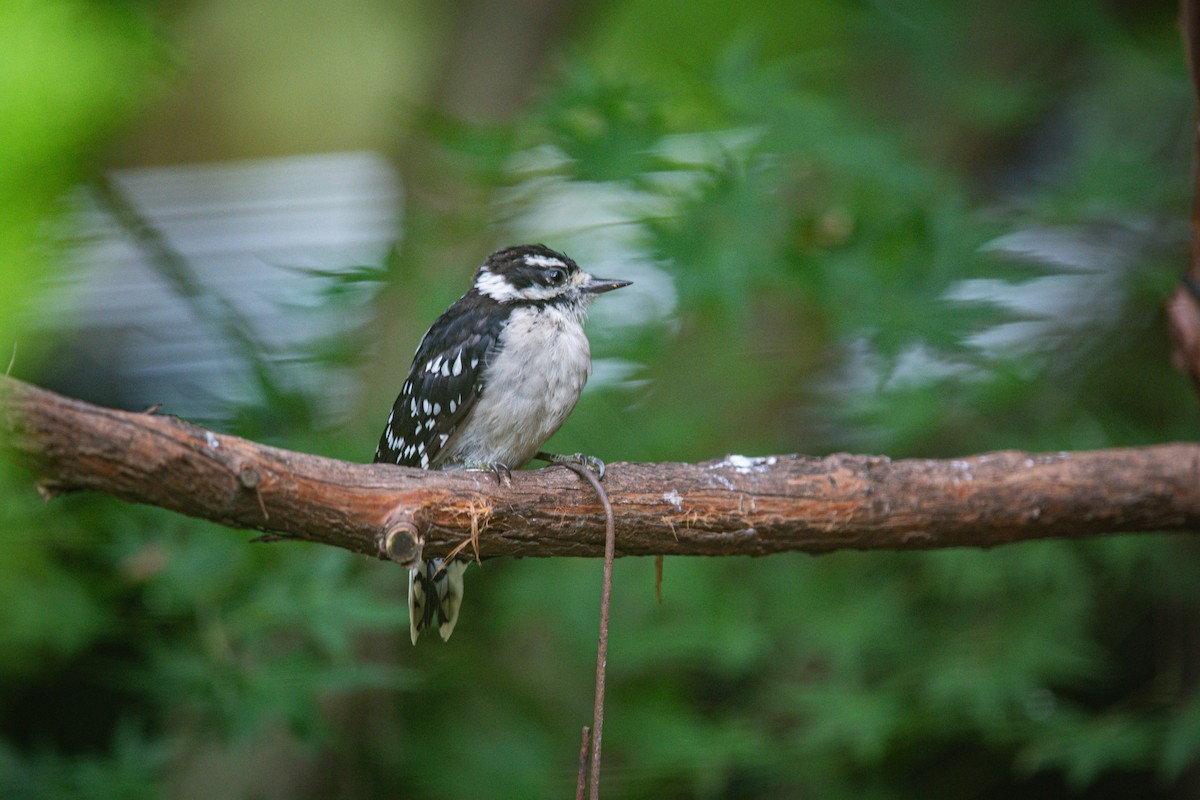 Downy Woodpecker - ML640337037