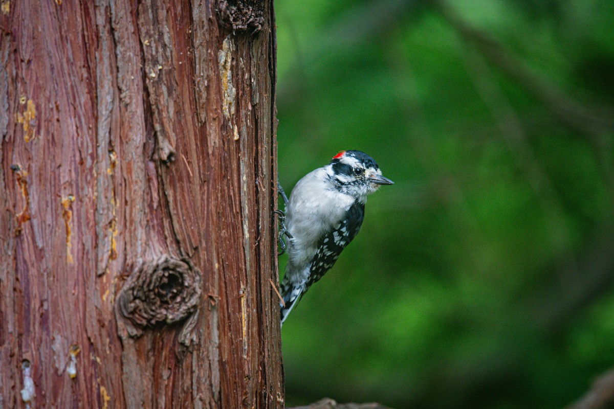 Downy Woodpecker - ML640337038
