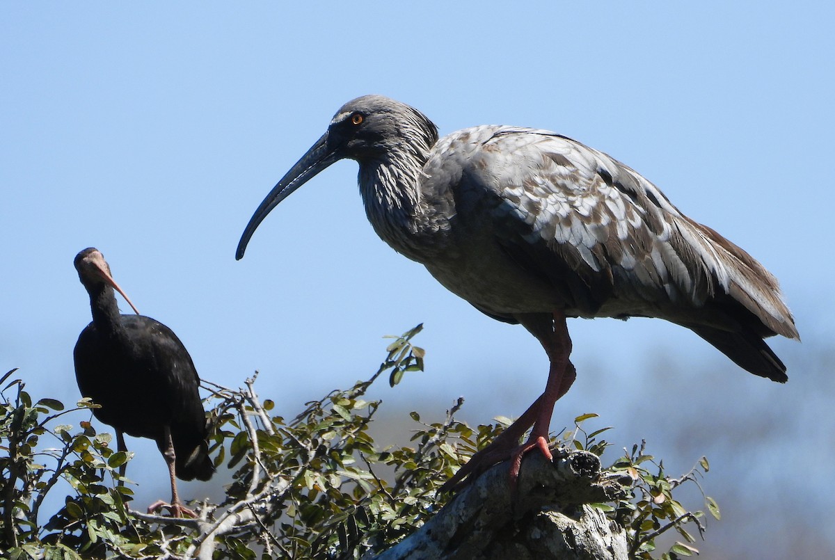 Bare-faced Ibis - ML640337043