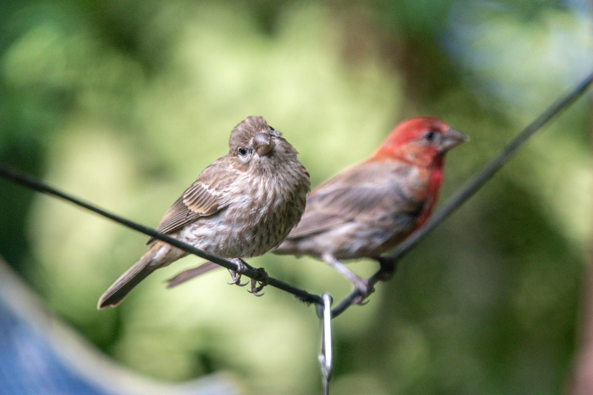 House Finch - ML640337051