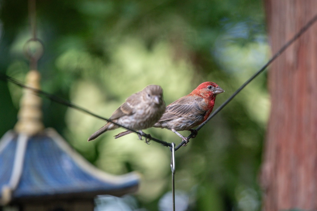 House Finch - ML640337052