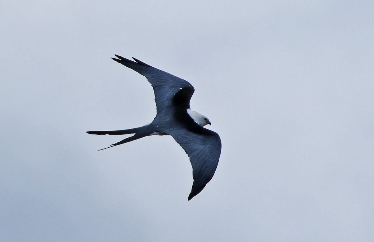 Swallow-tailed Kite - ML640337058