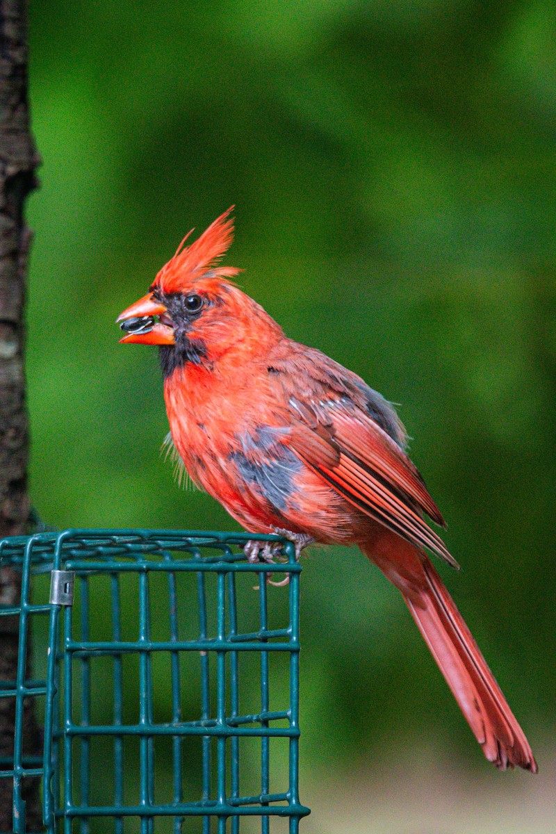 Northern Cardinal - ML640337059