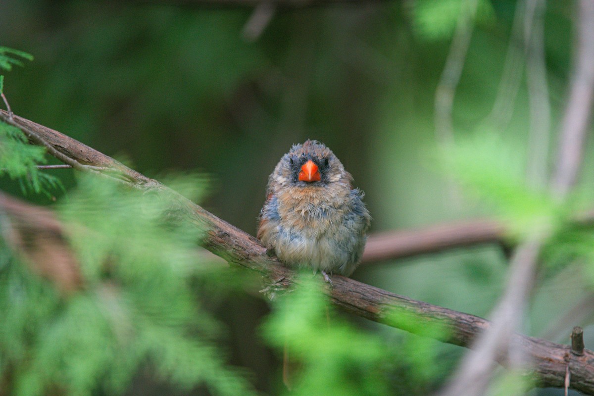 Northern Cardinal - ML640337062