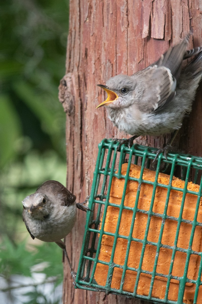 Northern Mockingbird - ML640337069