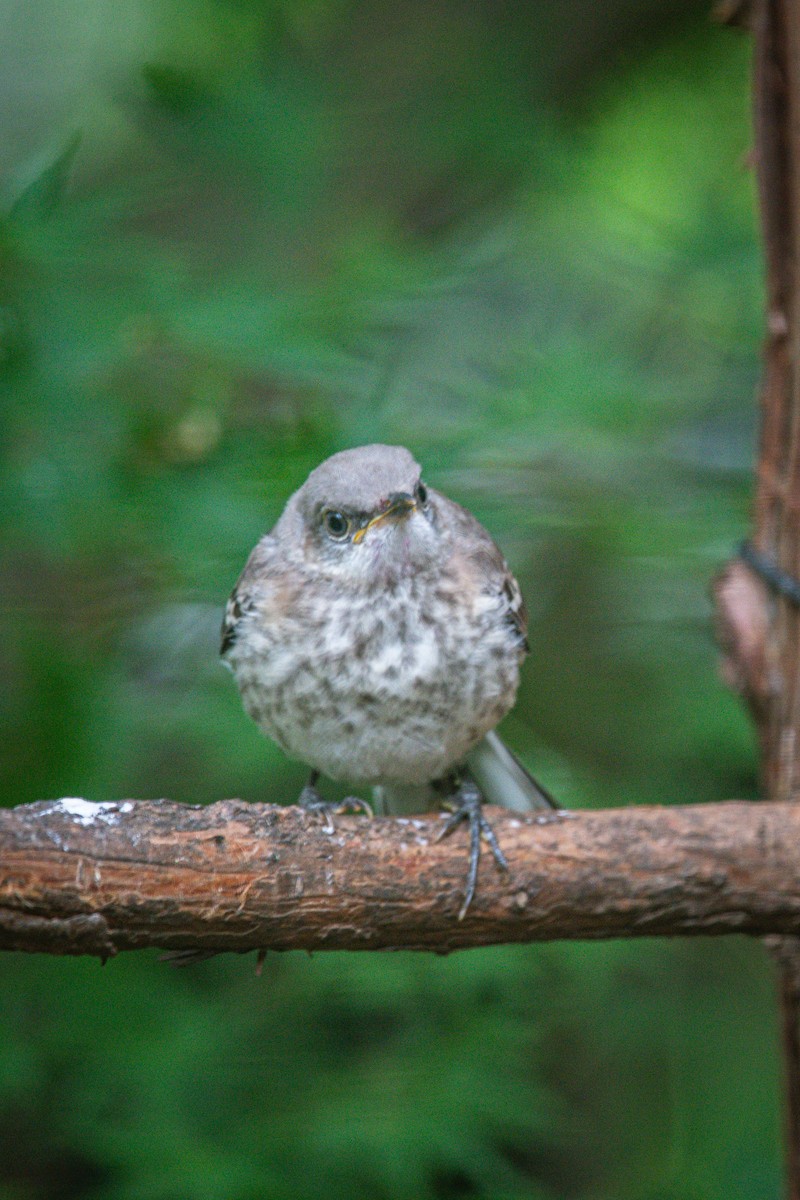 Northern Mockingbird - ML640337070