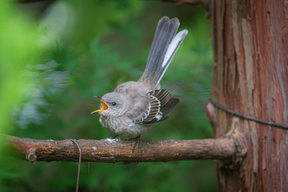 Northern Mockingbird - ML640337073