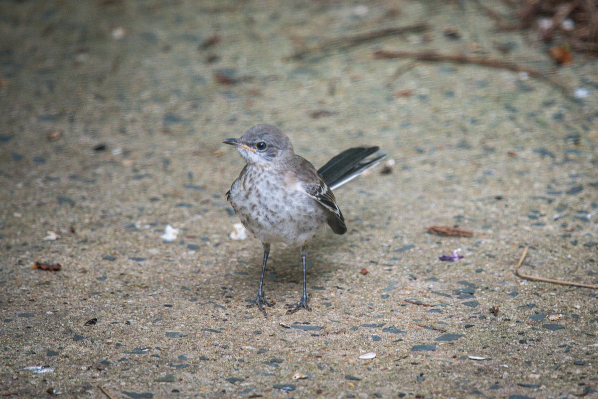 Northern Mockingbird - ML640337074