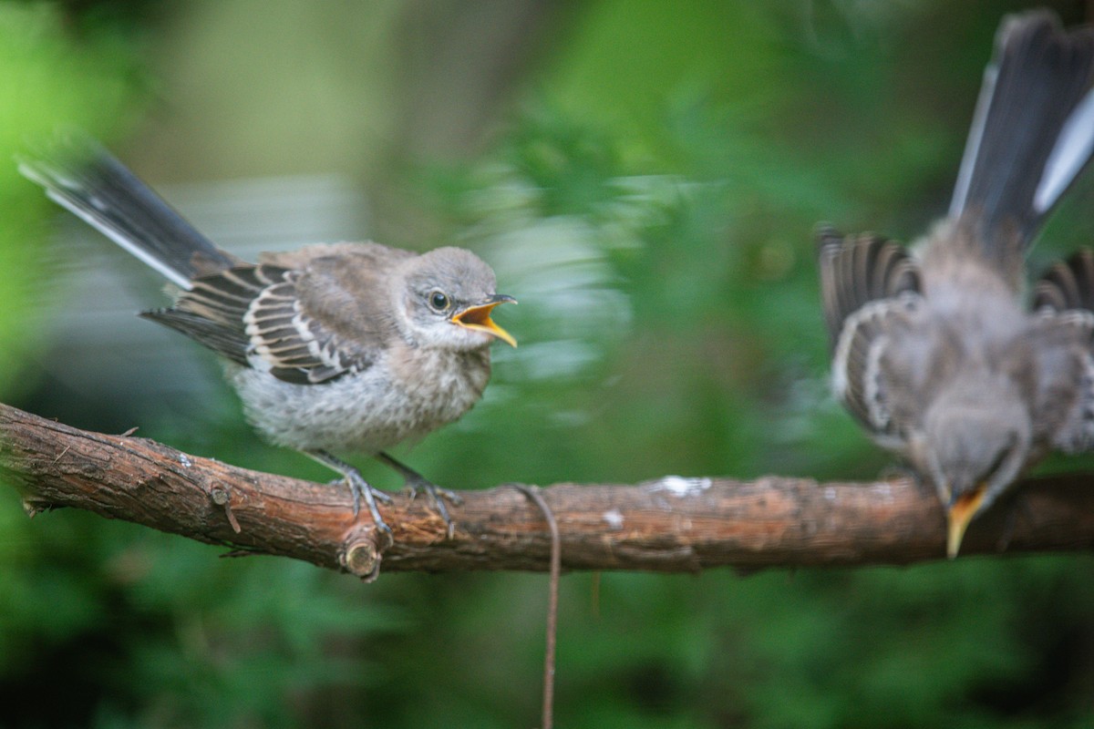 Northern Mockingbird - ML640337075