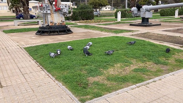 Rock Pigeon (Feral Pigeon) - ML640337079