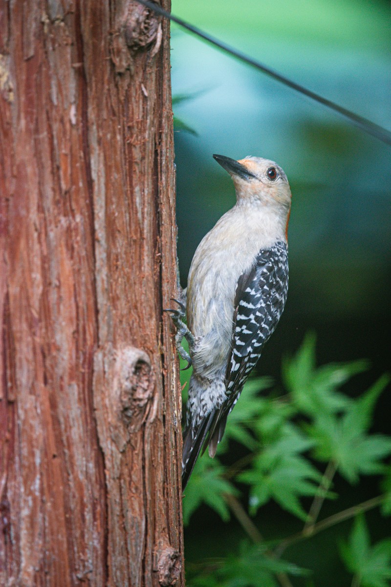 Red-bellied Woodpecker - ML640337085