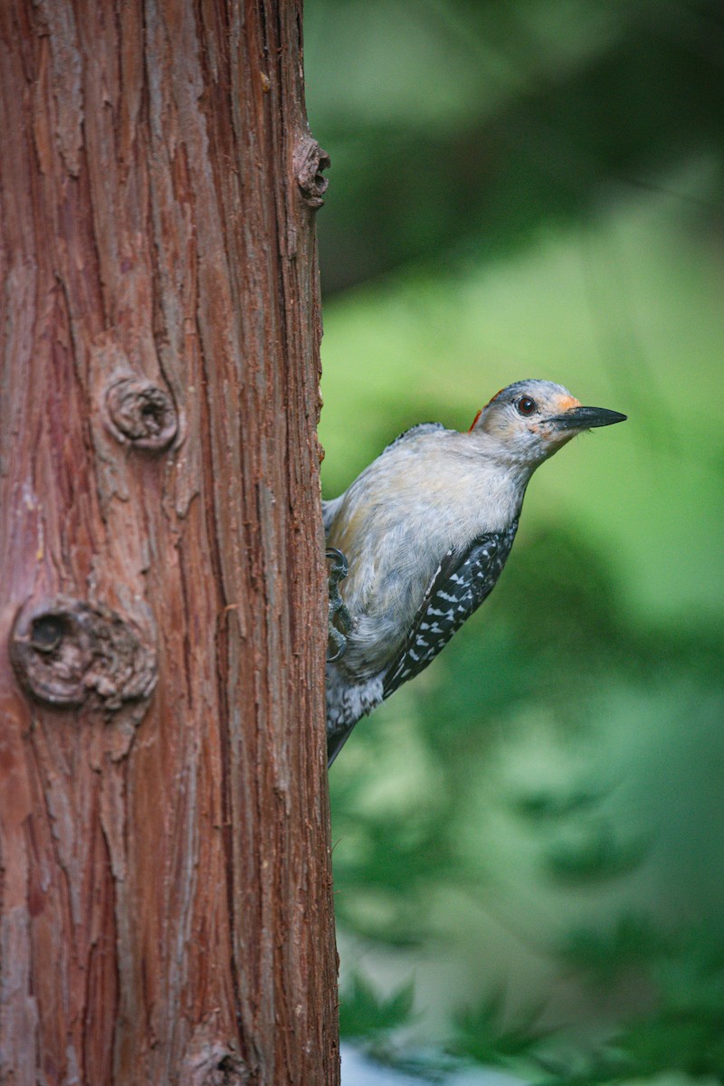 Red-bellied Woodpecker - ML640337086